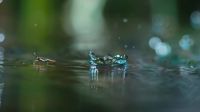 Tiny inhabitants must seek cover