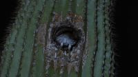 Until their chicks fledge in two weeks' time