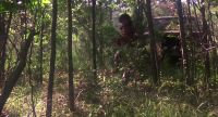 Watch the trees