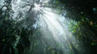 Water transforms the rain forest