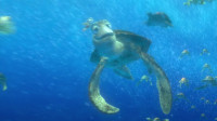 Maybe he only speaks whaleMooo Weee neeedDory Tooo fiind his sonWhat are you doing Are you sure you speak whaleCan youuuu give us diiirectionsssDory Heaven knows what you're sayingSee he's swimming
