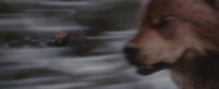 What is it What do you seeLOW RUMBLINGFIERCE GROWLINGHe's figured it outThe tracker he just changed courseWhere will it take him Alice MirrorsA room full of mirrorsEdward said the visions weren t
