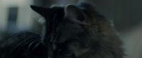 Where's your papa?