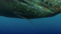 Dory do you see anythingAah Something's got me That was me I'm sorryWho's that Who could it be It's meAre you my conscienceYeah yeah I'm your conscienceWe haven't spoken for a while How are youCan't