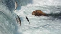 Without these fish