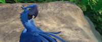 Yeah yeah l meanit's not like we're just hurling ourselves off a mountain or somethingRightActually that was pretty much my entire planWhatDon't worry Blu it's in your DNAAnd if our featherless