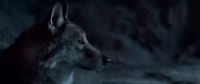 You miss them, your pack