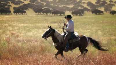 1,300 massive monsters kicking up the dust - United States of Animals