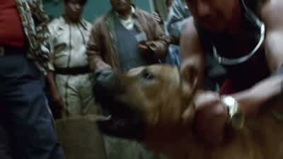 10 sobre el Pancho, 10 sobre el Turco. - Amores Perros