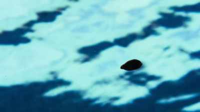 100,000 years ago,
a seagrass seed like this - The Green Planet