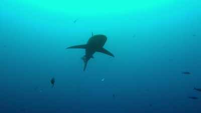 15 years ago, - Sharkwater Extinction