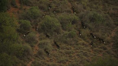 17 animals strong, they make a formidable team. - Chasing the Rains
