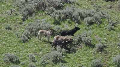 20 members strong... - Epic Yellowstone