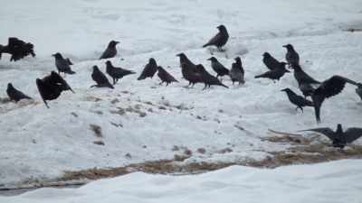 20 wolves fed on their prize
and vanished, - Epic Yellowstone