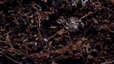 200 times magnification reveals
the intimate workings - Micro Monsters with David Attenborough
