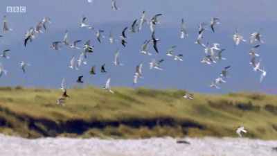 350 birds make up Wales's
last breeding colony - Wales: Land of the Wild