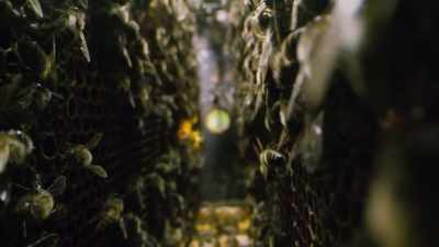 40 billion honeybees... - The Green Planet