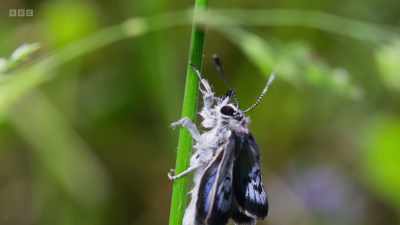 40 years ago, the Large Blue
was extinct in Britain. - Wild Isles