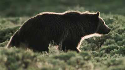 40 years ago,
the yellowstone grizzly - Epic Yellowstone