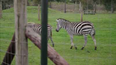 50, Andrew came back
with a zebra for me one day. - Britain's Tiger Kings - On the Trail with Ross Kemp