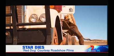 7-year-old Koko,
the dog's real name, - Koko: A Red Dog Story