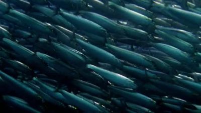 70% of Earth's surface
is covered by oceans. - Nova