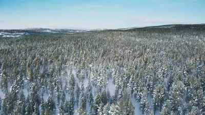 750 billion trees. - Frozen Planet II