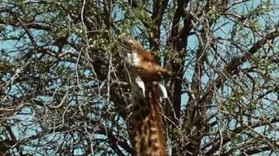 "9:13, three
standing, one feeding." - The Woman Who Loves Giraffes