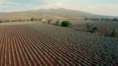 98% of the world's tequila - Eva Longoria: Searching for Mexico