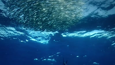 'A 12 foot-long striped marlin. - A Year on Planet Earth
