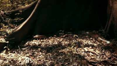 A 12-FOOT SNAKE WOULD STOP
ANY HUMAN IN THEIR TRACKS, - Expedition Mungo
