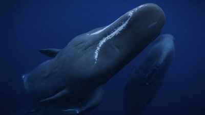 "A 15-minute snooze while feeding
is ample for mom." - Secrets of the Whales