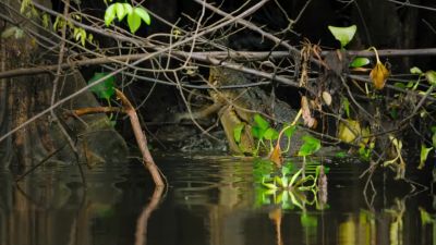A 20-foot saltwater crocodile... - Big Beasts