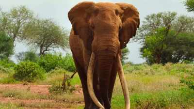 A 50-year-old "super tusker" - Our Great National Parks