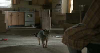 A-And look, I-I know
you can't understand - Strays
