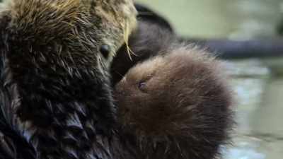 A baby sea otter pup, - Our Great National Parks