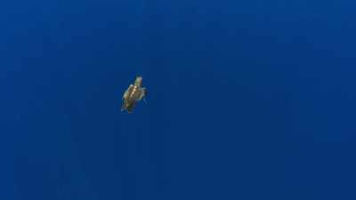 A baby turtle, hatchedjust days ago, - Blue Planet II