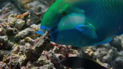A balanced community,
with sharks as top predators, - Our Planet