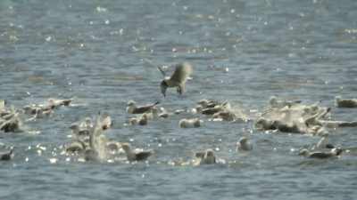 A bay full of birds - Wild Babies