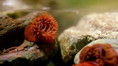 ..a beadlet anemone. - Wales: Land of the Wild
