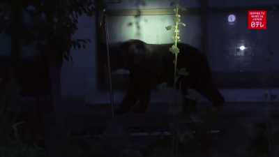 A bear had just
happened to wander - Q: Into the Storm
