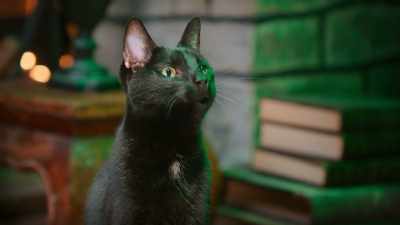 A better form than bird or dog
Make this cat a spiky hog - Scaredy Cats