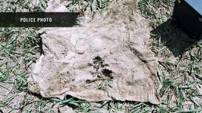 A blood sample was drawn
from Cathy Beard's mother's arm - Buried In The Backyard