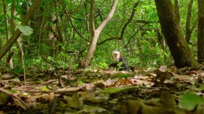 A boa constrictor. - Wild Babies