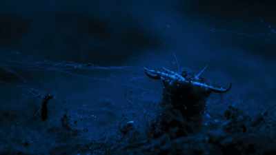 A bobbit, - Blue Planet II