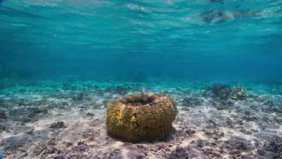 A bowl-shaped coral - Blue Planet II