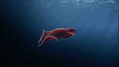 A brain was just what
a hunter would need to - Cosmos: Possible Worlds
