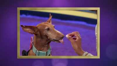 A breed that we're
not so familiar with - 2022 American Rescue Dog Show