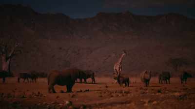 A breeding program has since
increased the population to over 100. - Our Great National Parks