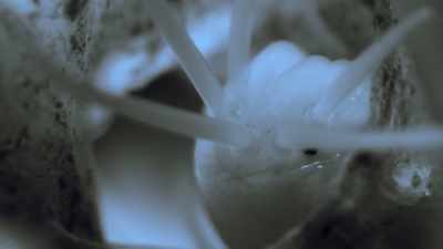 A bristle worm has set up home
within the coral. - Our Planet